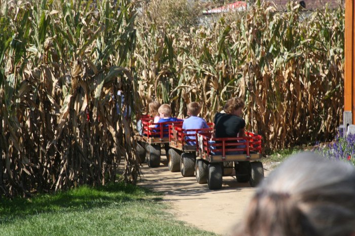 Disappearing into the corn field